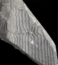 Calamites undulatus